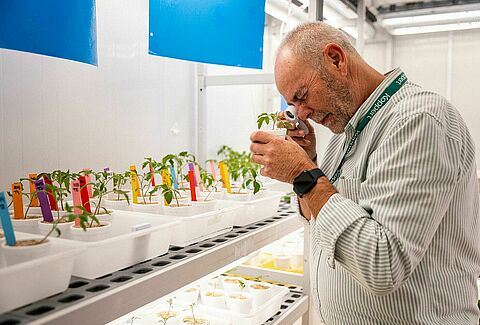Trasformare la protezione delle colture con gli acari predatori