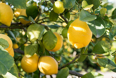Limone