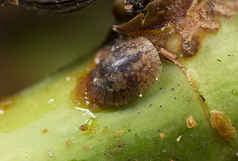 Cocciniglia bassa degli agrumi