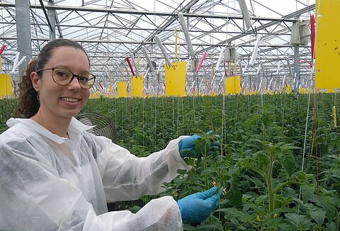 I Nematodi sono una soluzione consolidata per il Nesidiocoris in Francia