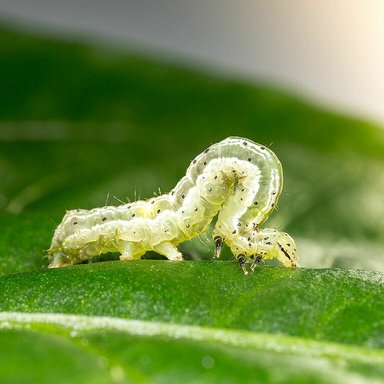 Golden twin-spot moth Chrysodeixis chalcites Larva