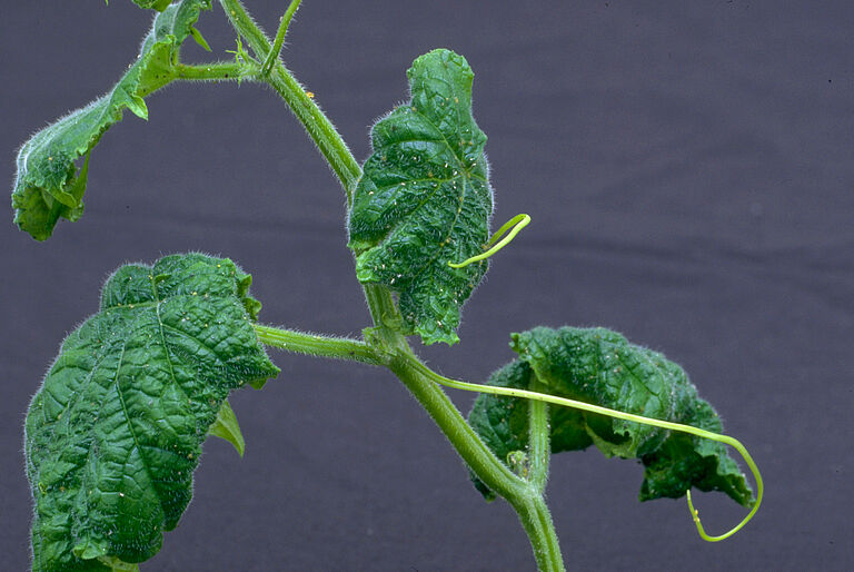 Cotton aphid Aphis gossypii damage on tomato leaves