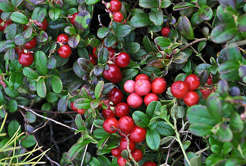 Mirtillo rosso o Ossicocco
