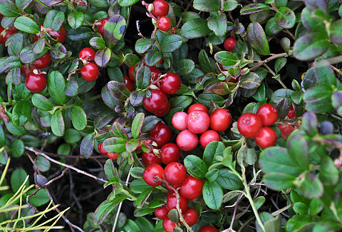 Mirtillo rosso o Ossicocco