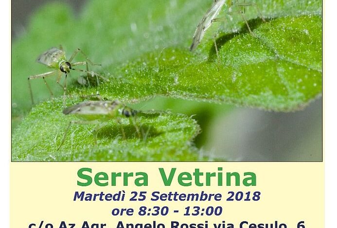 Koppert vi aspetta a fondi per parlare di tuta absoluta