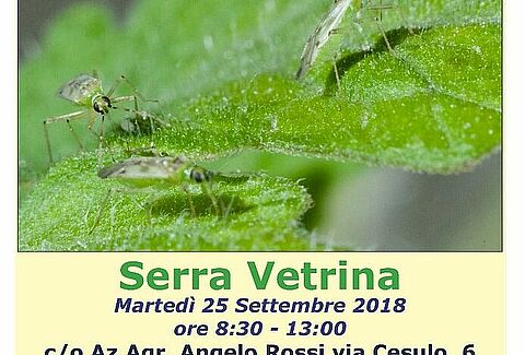 Koppert vi aspetta a fondi per parlare di tuta absoluta