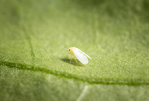 Mosca bianca delle serre