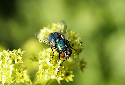 Checklist di impollinazione Natupol Fly