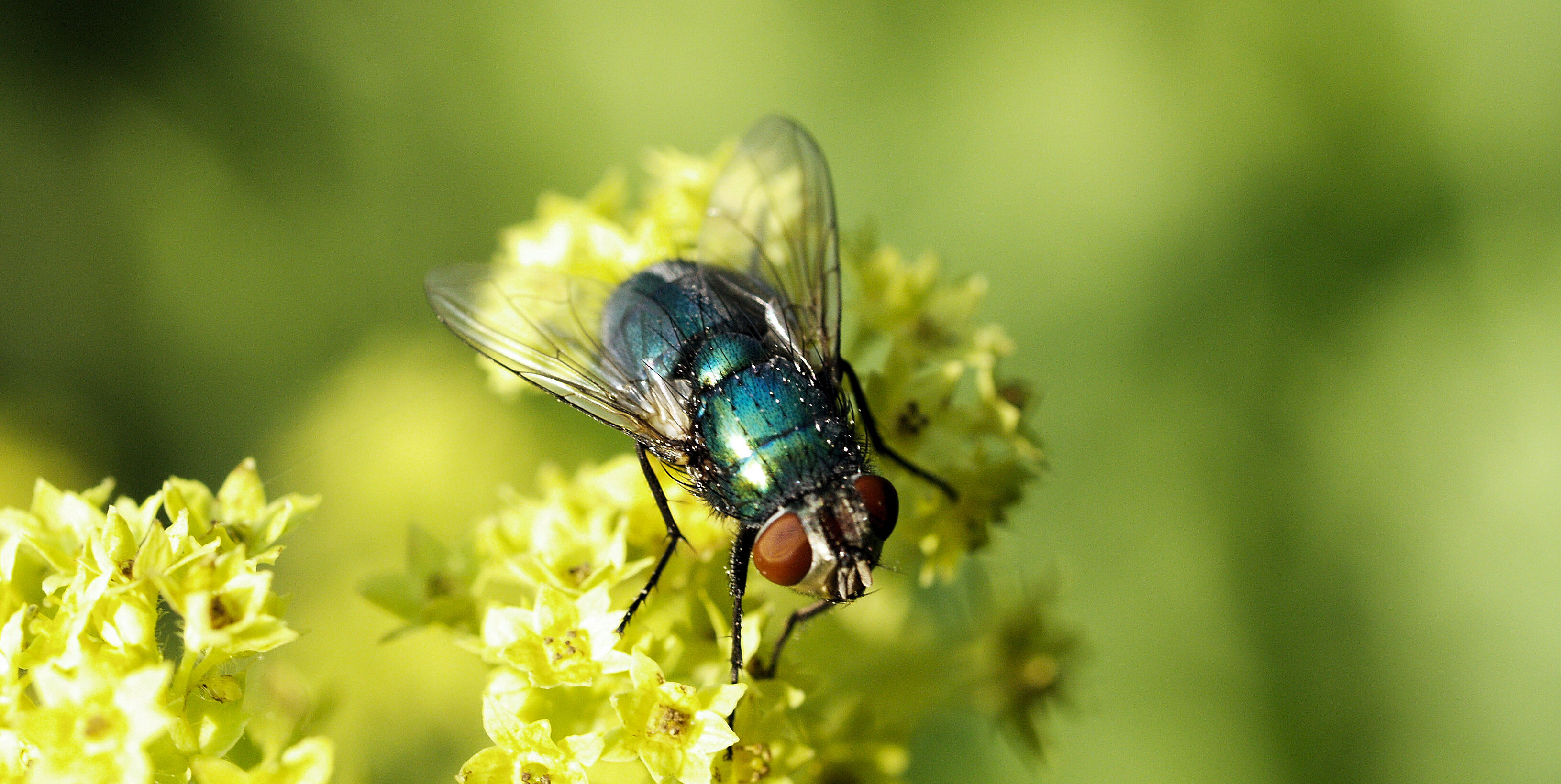 Checklist per l'impollinazione con Natupol Fly