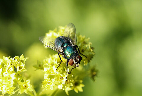 Checklist di impollinazione Natupol Fly
