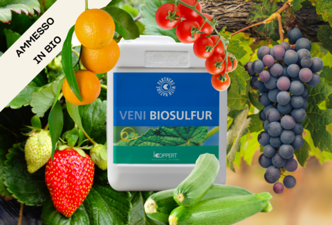 Veni Biosulfur: l’innovativo zolfo naturale di origine batterica a marchio Koppert