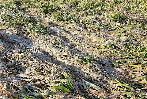 Marciume del piede dei cereali