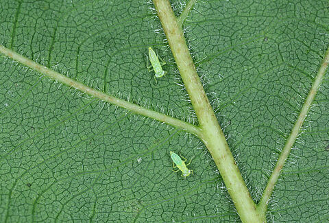 Cicalina verde