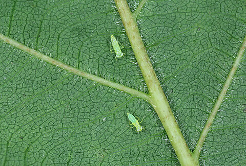Cicalina verde
