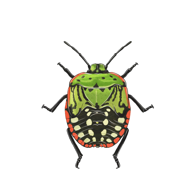 Nezara viridula older nymph