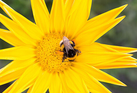 Come proteggere i bombi dal calore