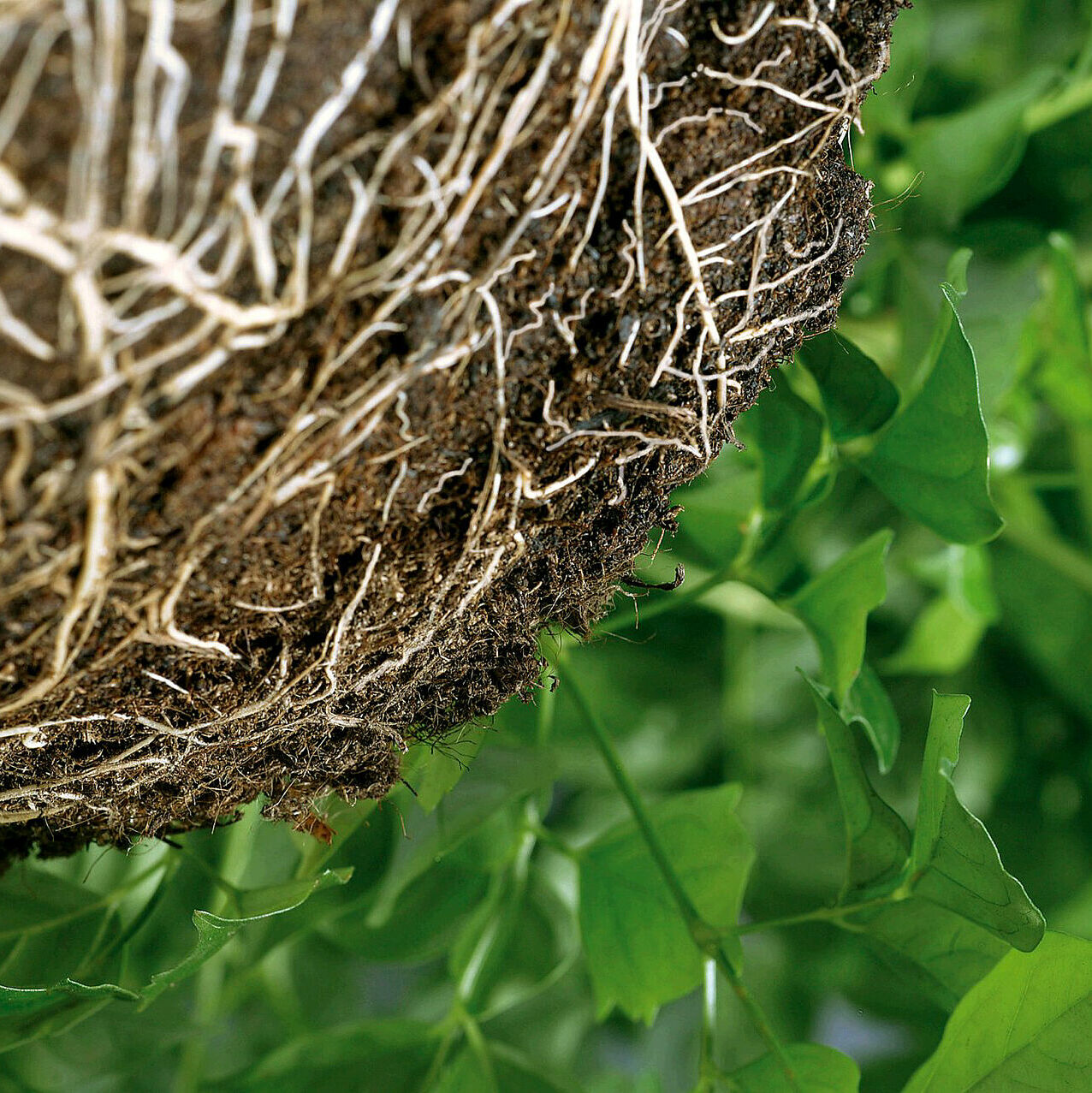 Plant growth promotion and crop resilience 2 Koppert