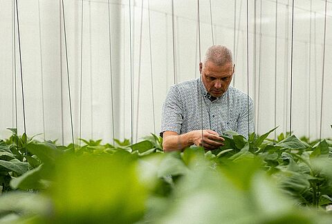 I pionieri degli acari fitoseidi: un viaggio tra le innovazioni nel biocontrollo