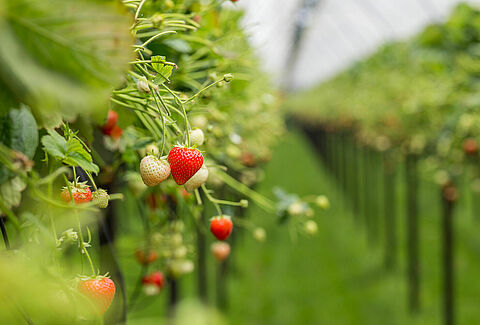 Fragola