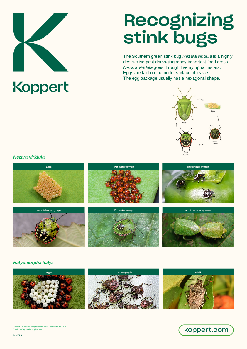 Riconoscere le cimici