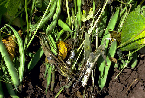 Marciume bianco da Sclerotinia