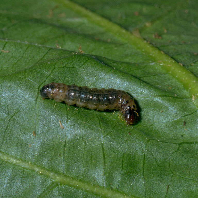 Larva of the Southern European Marshland Pyralid Duponchelia fovealis
