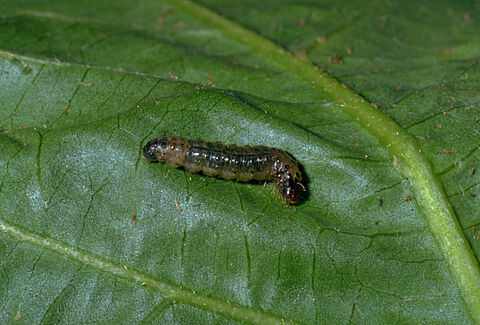 Duponchelia fovealis