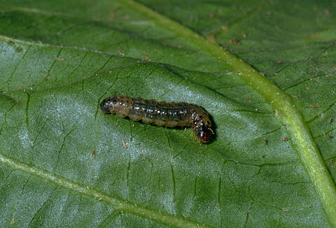 Duponchelia fovealis