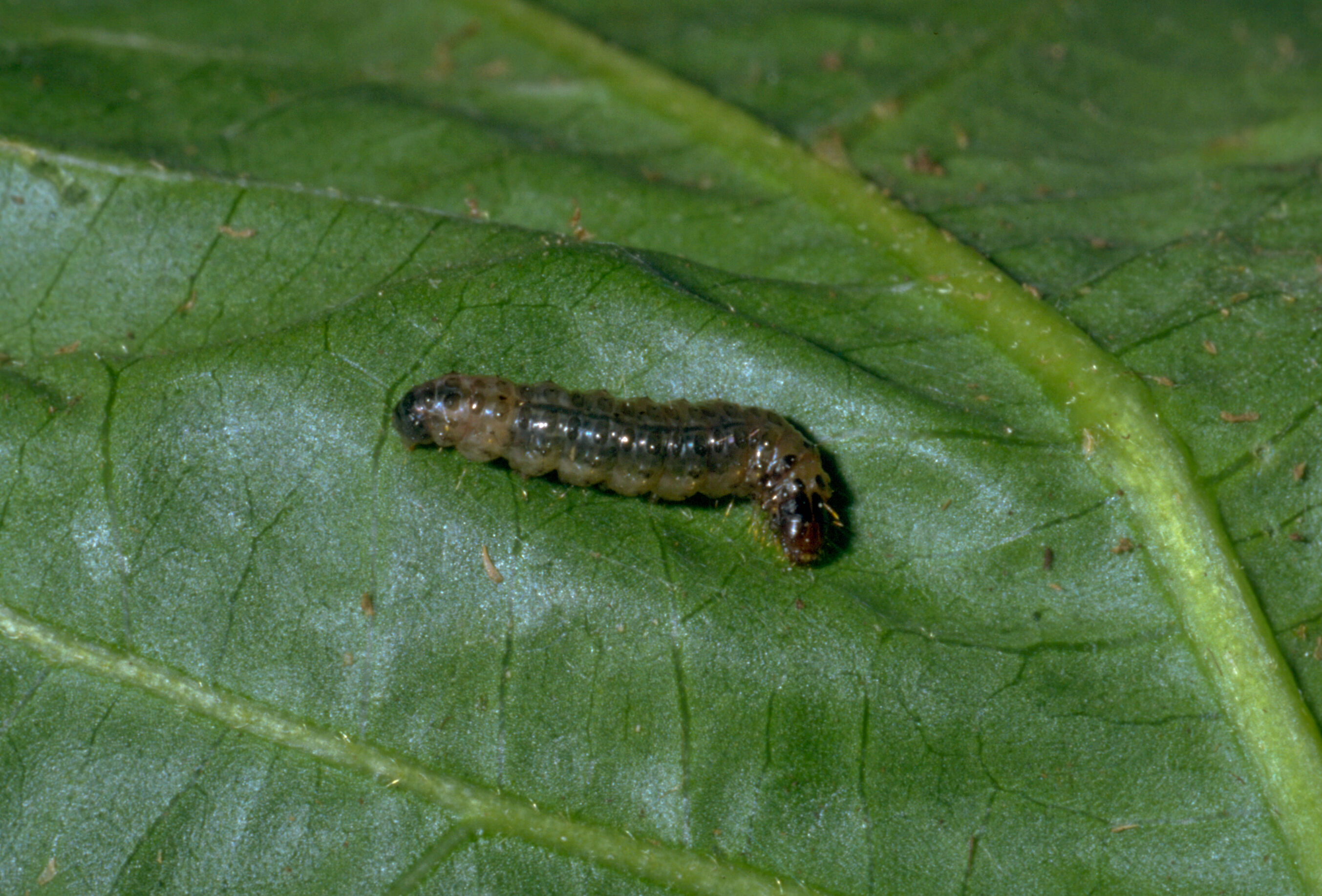 Danni da duponchelia fovealis su fragola nella piana del sele