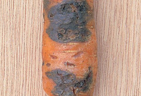 Marciume nero della carota