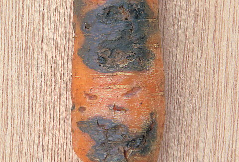 Marciume nero della carota