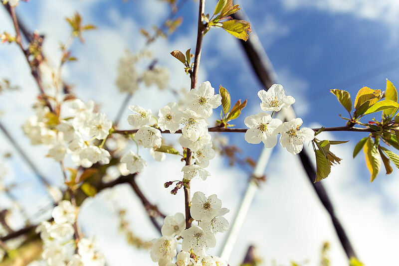 Fiori_ciliegio.jpg
