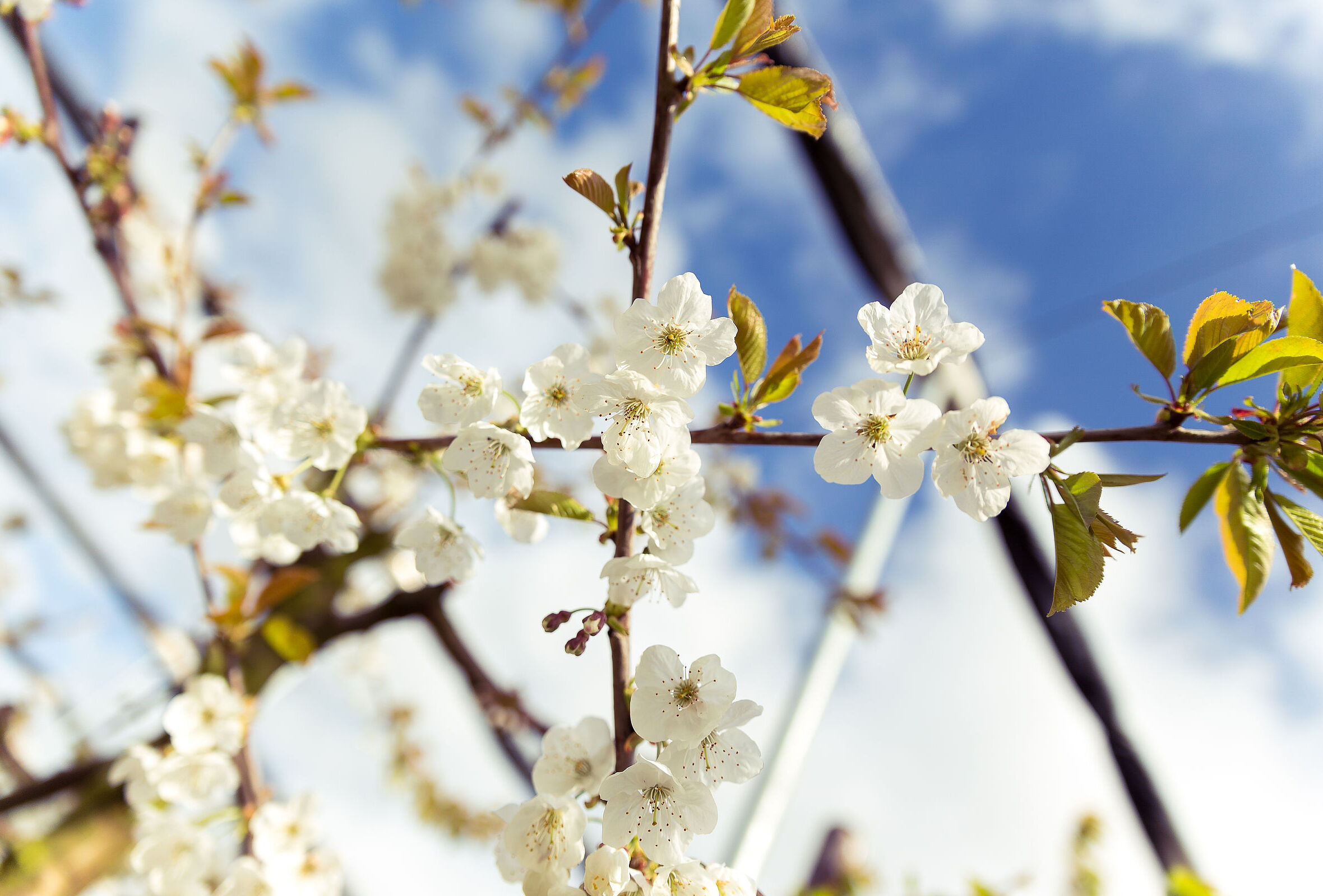 Una buona impollinazione è la base della produzione