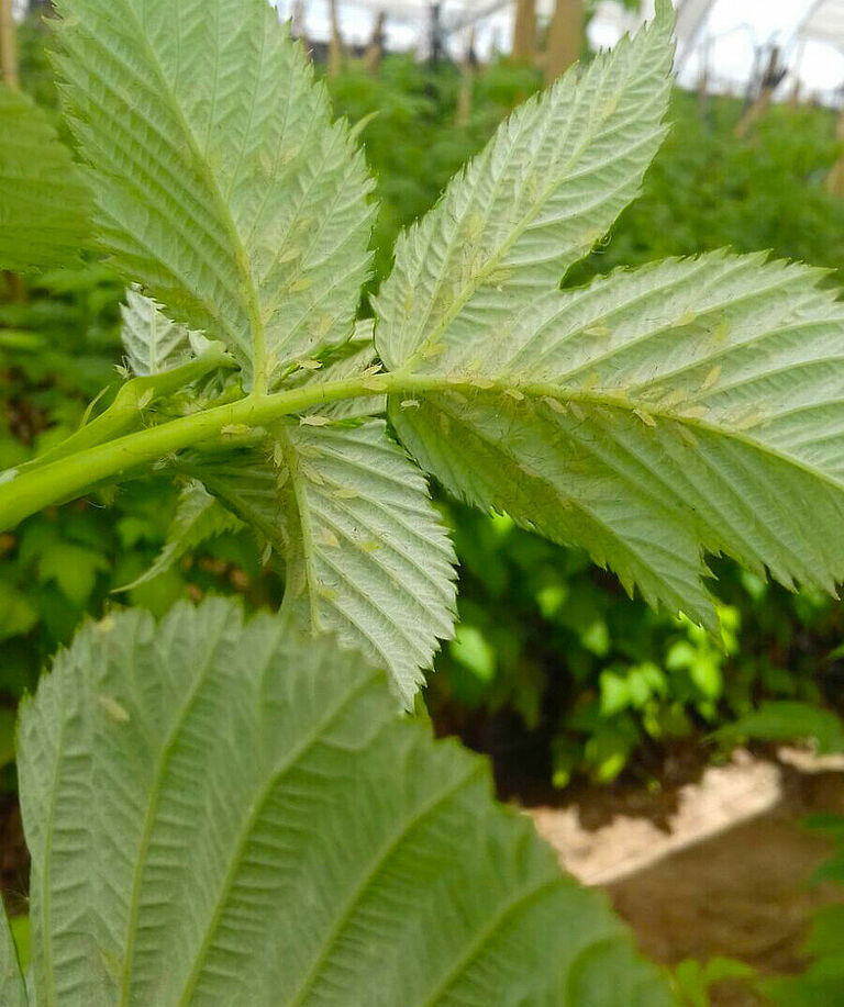 Raspberry damage caused by Potato aphid Macrosiphum euphorbiae