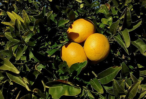 Pompelmo