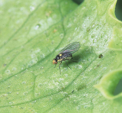 Mosca minatrice sudamericana