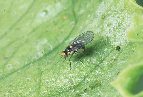 Mosca minatrice sudamericana