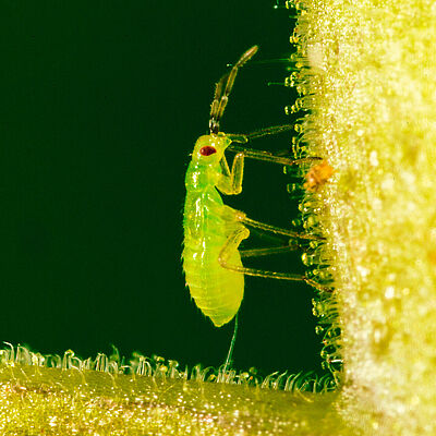 Nesidiocoris tenuis ninfa