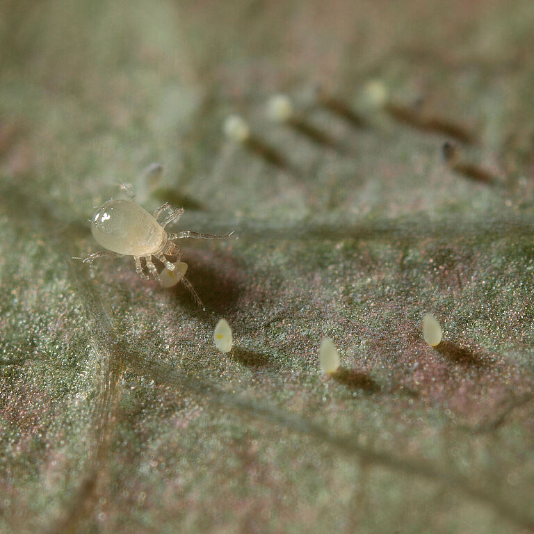 Amblydromalus limonicus