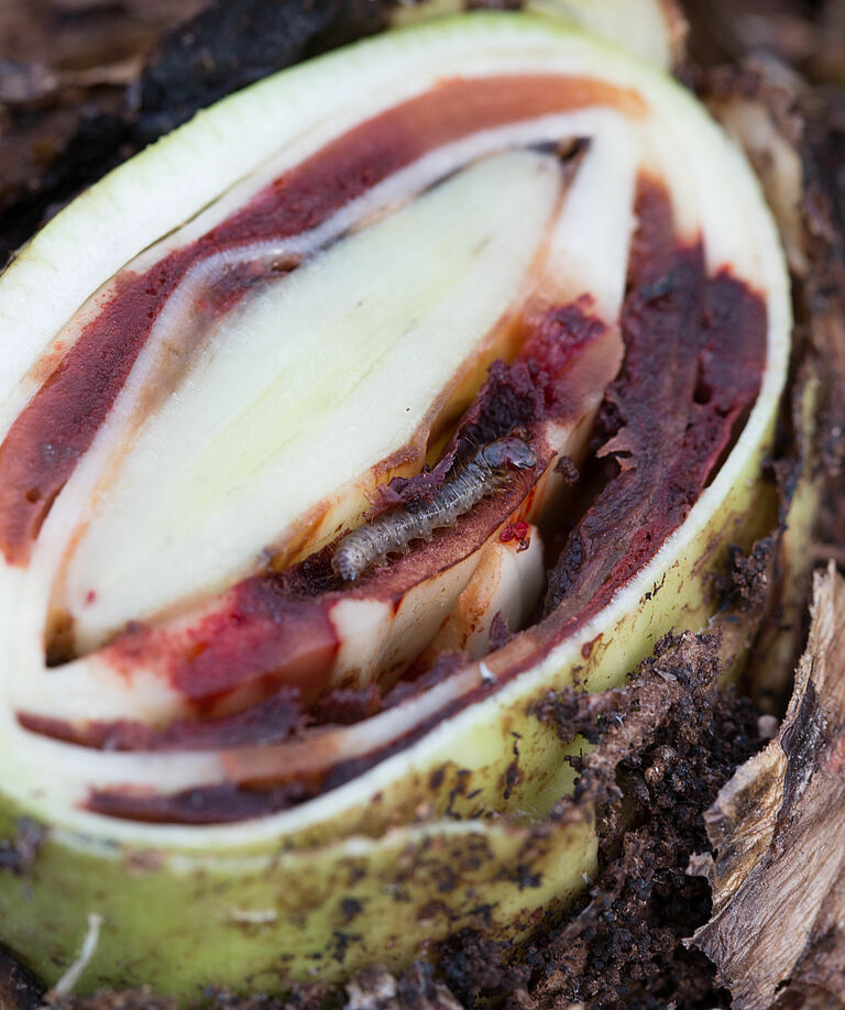 Larva of the Banana moth Opogona sacchari in banana plant stem
