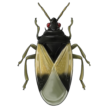 Orius laevigatus giovane adulto