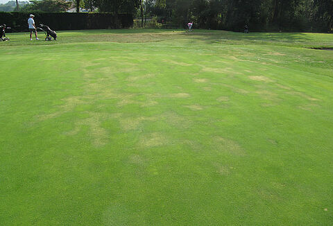 Marciume dei semenzai.