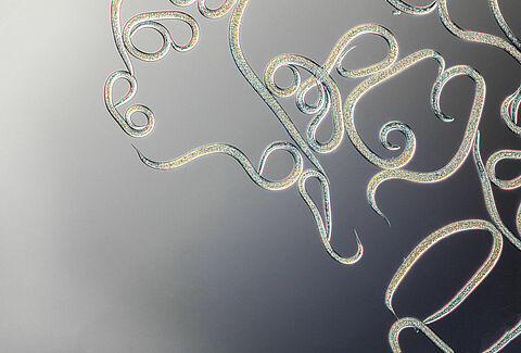 FAQ sui nematodi