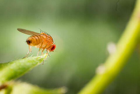 Drosophila suzukii