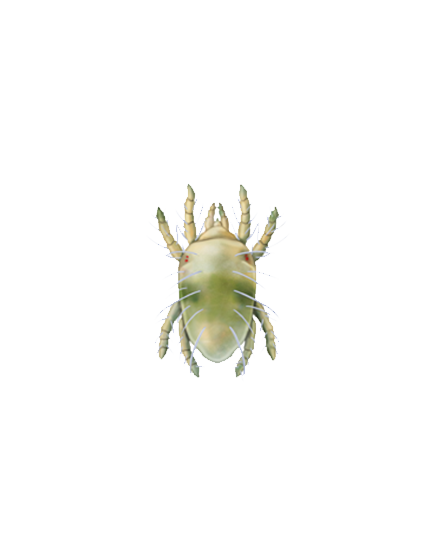 Tetranychus urticae protonymph