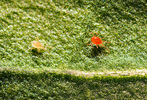 Tetrago: l'evoluzione di Spidex Vital per il controllo del ragnetto rosso nelle colture estensive