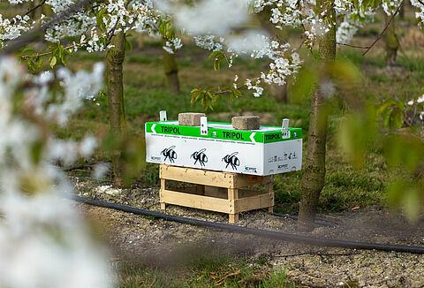 Coltivatore di frutta utilizza Natupol Tripol per l'impollinazione all'aperto