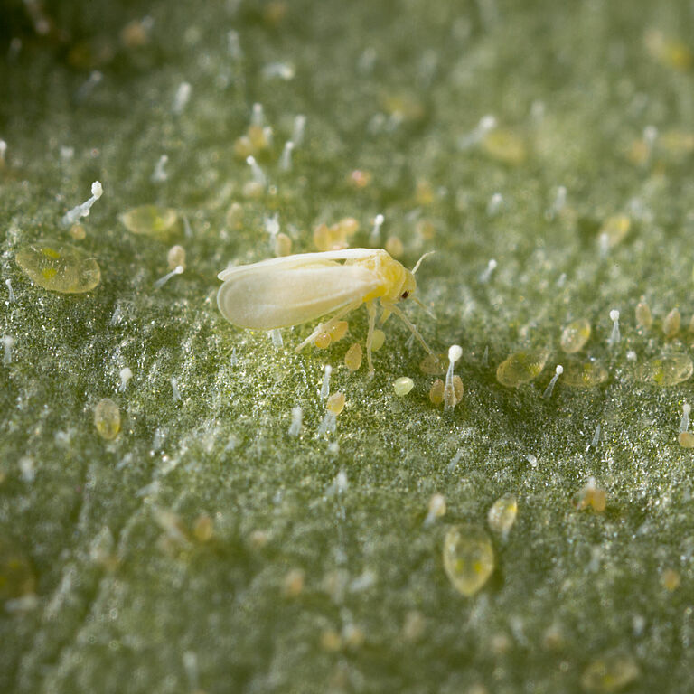 Tobacco whitelfy Bemisia tabaci infestation on leaf