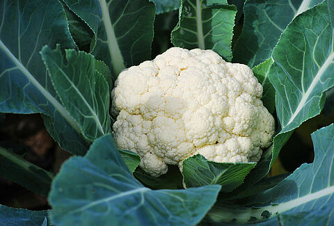 Cavolfiore
