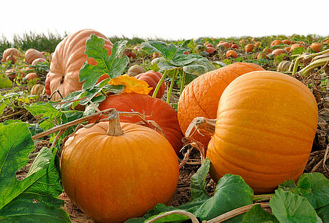 Zucca